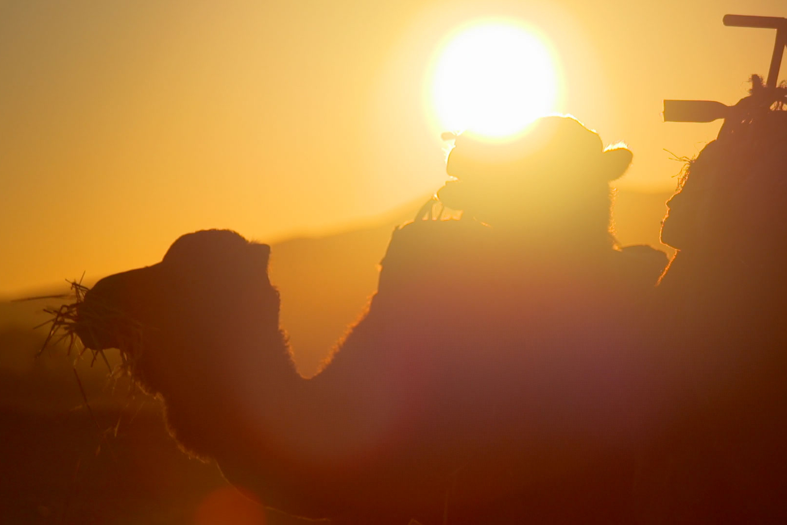 Seat Tarraco Desert Camp